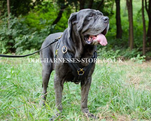 Padded Leather Dog Harness for Large and Powerful Neo Mastiff