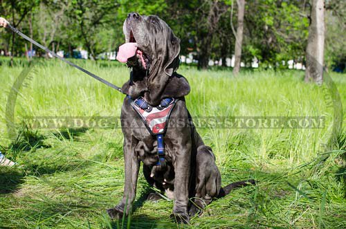 Padded Harness UK "American Pride" for Mastino Napoletano - Click Image to Close