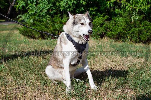 Leather Dog Harness for West Siberian Laika, Protection & Safety