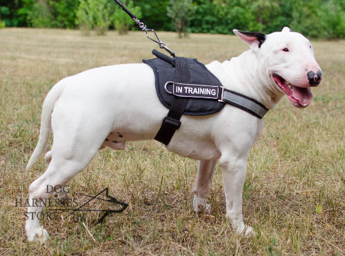 Reflective Dog Harness for Bull Terrier Training and Work - Click Image to Close
