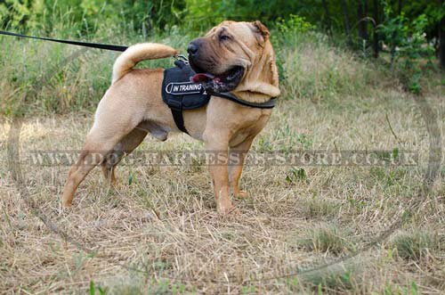 Reflective dog harness for Shar Pei