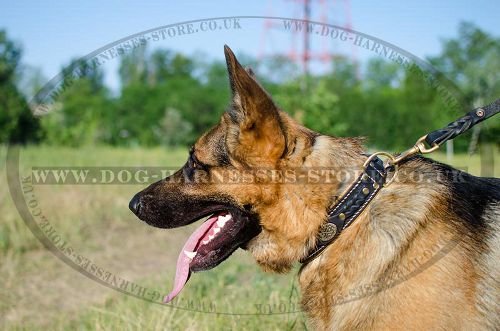 Royal Dog Collar for German Shepherd, Soft Padded Leather