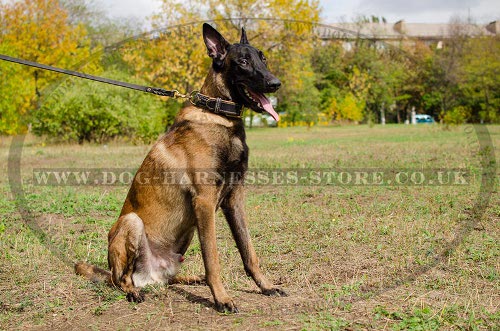 Royal Dog Collar Nappa Padded Leather for Belgian Shepherd