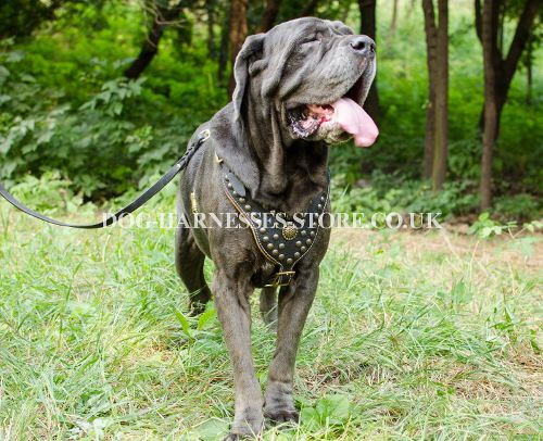 Royal Dog Harness Nappa Padded and Studded for Neo Mastiff