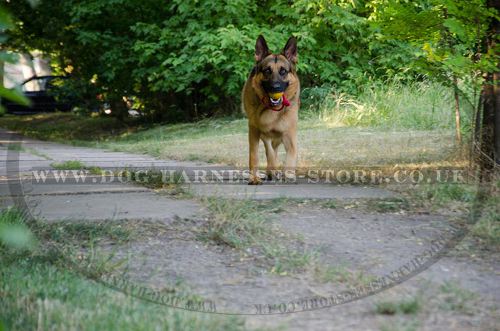 Rubber Dog Ball on Rope for German Shepherd Training