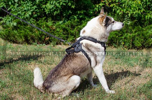 Protection Dog Harness for West Siberian Laika Safety - Click Image to Close