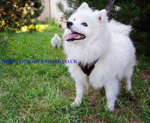 Small Dog Harness for Japanese Spitz, Soft Leather Padded