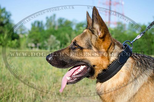 Soft Dog Collar for German Shepherd, Padded Leather