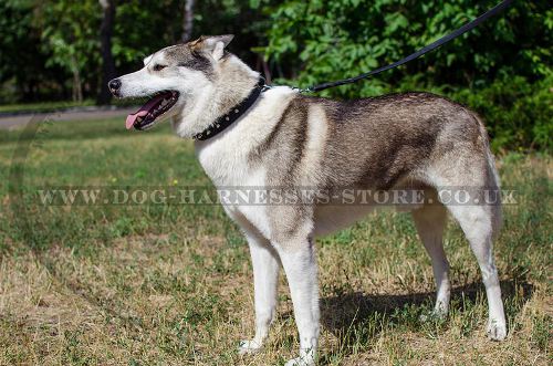 Spiked Leather Dog Collar for Husky, Wonderfully Decorated! - Click Image to Close