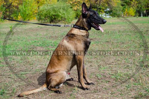 Spiked Leather Dog Collar for Belgian Malinois Style - Click Image to Close