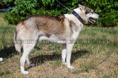 Spiked Leather Dog Collar for Husky, Fashionable Training