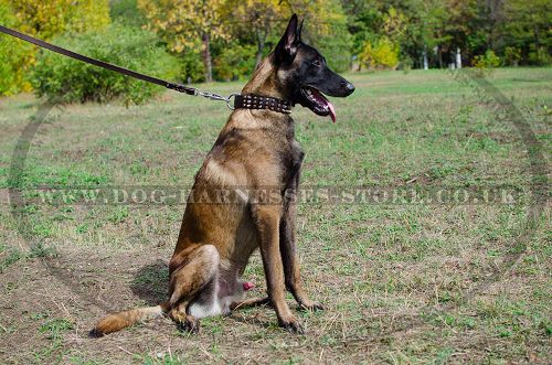 Spiked Leather Dog Collar with Pyramids for Belgian Malinois