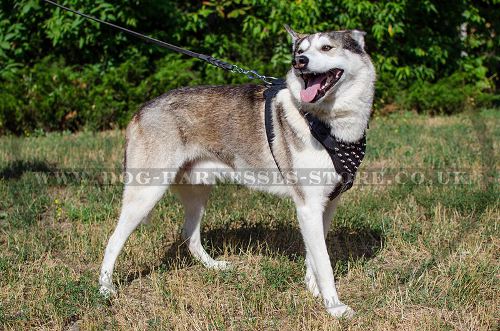 Spiked Dog Harness for West Siberian Laika, Padded