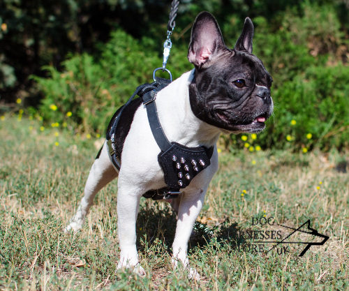 French Bulldog Harness UK