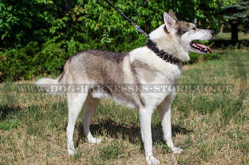 Spiked and Studded Dog Collar for Husky Walks