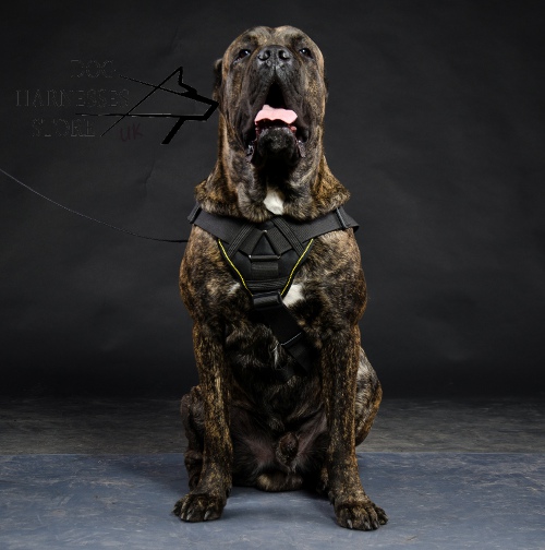 Cane Corso Harness of Nylon with Chest Plate for Walking, Sport