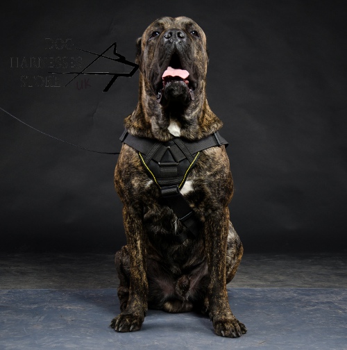 Cane Corso Harness of Nylon with Chest Plate for Walking, Sport - Click Image to Close