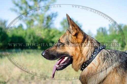 Studded Dog Collar with Nickel Pyramids for German Shepherd