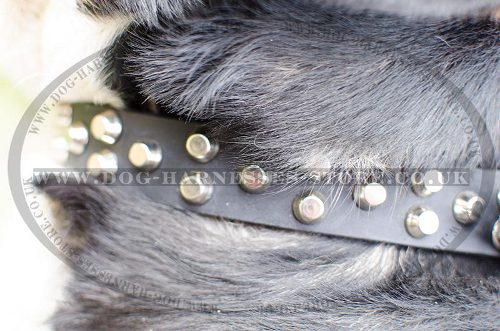 Studded Dog Collar with Nickel Pyramids for Swiss Mountain Dog