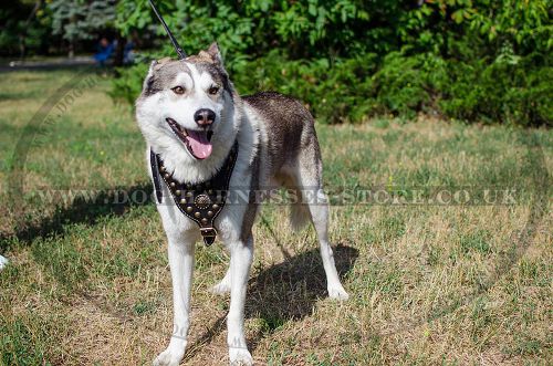 Luxury Dog Harness for West Siberian Laika, Brass Studded