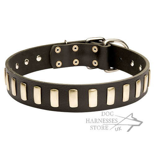 Stylish Dog Collar Leather with Row of Elegant Brass Plates - Click Image to Close