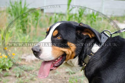 Stylish Dog Collar with Spikes and Plates for Swiss Mountain Dog