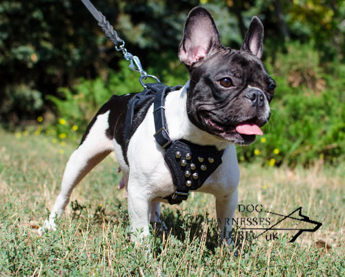 French Bulldog Harness UK