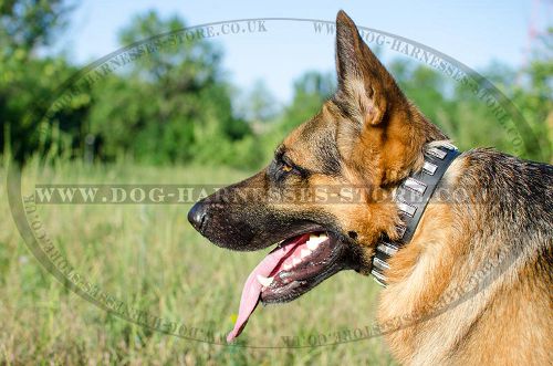 Fancy Dog Collar Leather with Nickel Plates for German Shepherd