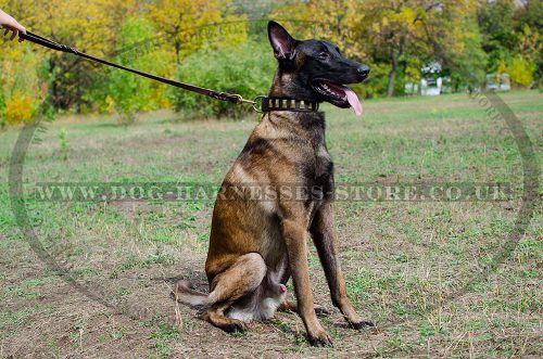 Trendy Dog Collar for Belgian Malinois, Wide Leather with Plates