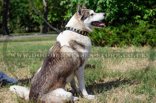 Trendy Dog Collar for Husky with Brass Style Necklace