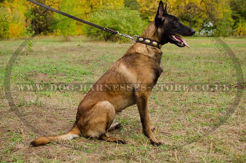 Vintage Dog Collar with Oval Brass Plates for Belgian Shepherd