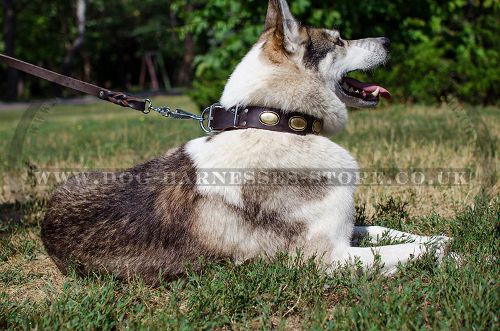Leather Dog Collar in Vintage Style for West Siberian Laika