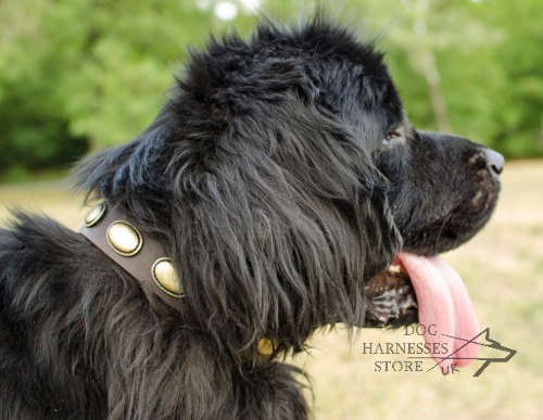 Leather Dog Collar with Vintage Plates for Newfoundland Walking - Click Image to Close