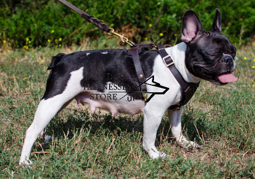 Small Dog Harness for French Bulldog Walking 54.90