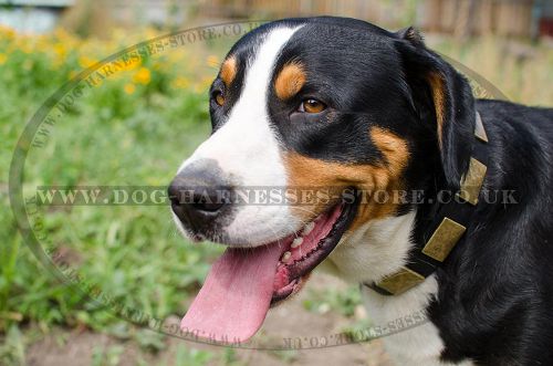 Wide Leather Dog Collar with Brass Plates for Swiss Mountain Dog