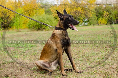 Wide Leather Dog Collar 1.5 Inches for Malinois Shepherd - Click Image to Close