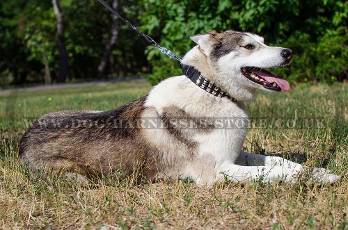 Wide Leather Dog Collar with 3 Rows of Nickel Pyramids for Husky