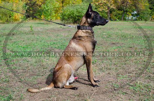 Wide Dog Collar 3 Rows of Nickel Pyramids for Belgian Malinois