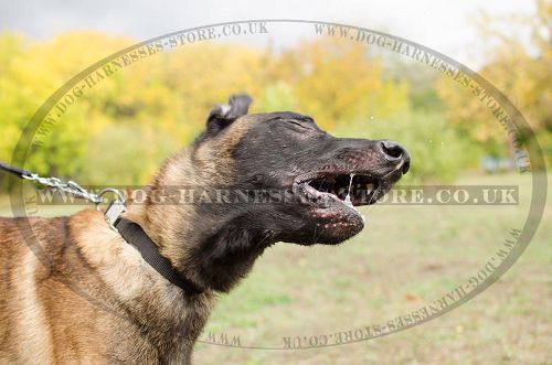 Adjustable Dog Collar for Belgian Shepherd of Nylon with Buckle - Click Image to Close