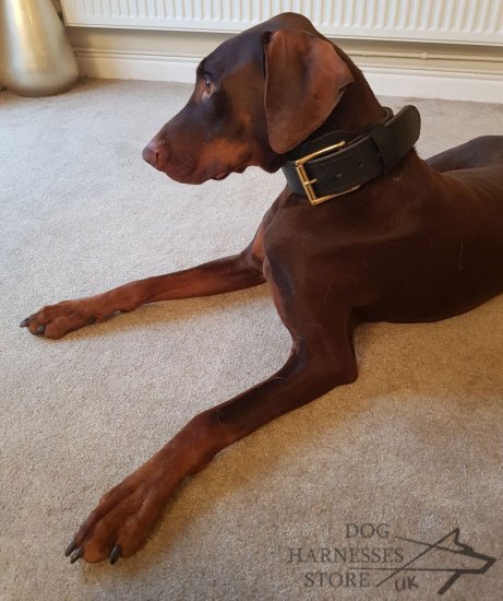 Leather Dog Collar for Agitation, Two-Ply, Wide and Extra Strong