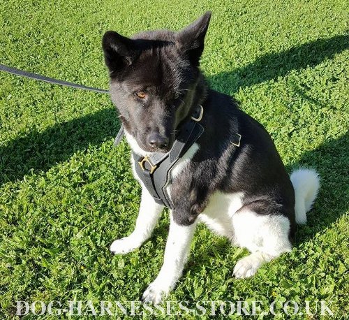 Akita Harness of Padded Leather for Training, Walks and Control