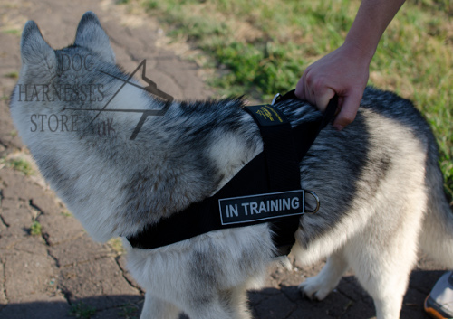 Bestseller! Nylon Dog Harness for Alaskan Malamute - Click Image to Close