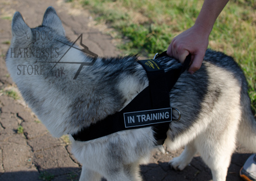 Bestseller! Nylon Dog Harness for Alaskan Malamute