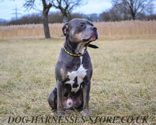 Alaunt Bulldogge Narrow Leather Dog Collar with Brass Plates