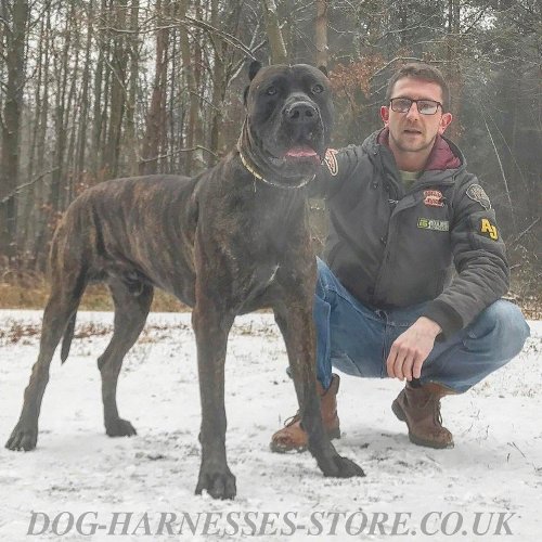 American Bandogge Mastiff Narrow Leather Dog Collar