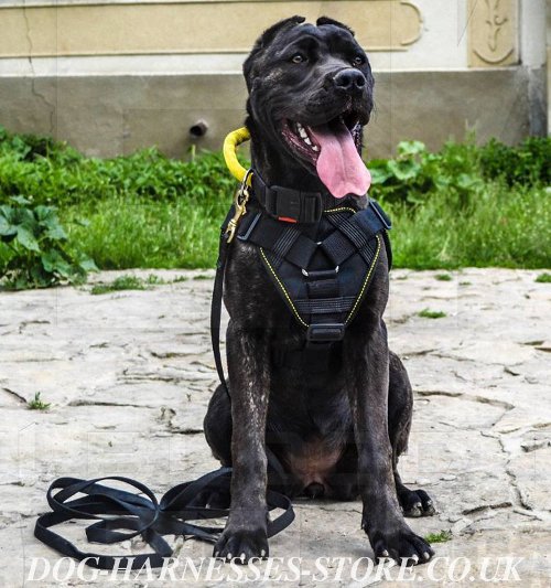 American Bandogge Mastiff Harness for Sport and Training - Click Image to Close