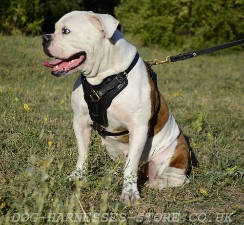 Large Leather Dog Harness with Felt-Lined Chest for Ambulldog