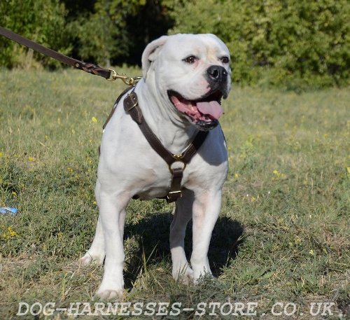 Lightweight Dog Harness of Leather for American Bulldog