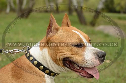 American Staffordshire Terrier Collar Brass Studded Thin Leather