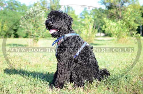 Leather Dog Harness "American Pride" for Black Russian Terrier